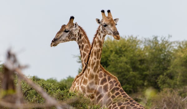From Famous Kruger to Remote Okavango - two giraffes amongst the bushes