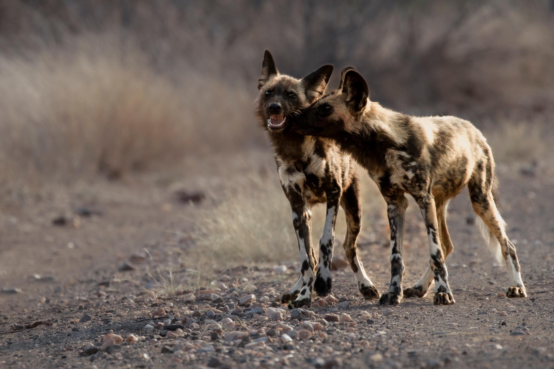 From Famous Kruger to Remote Okavango - two wild dogs 