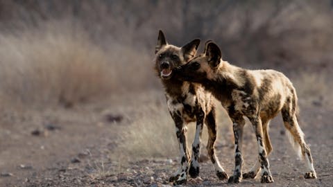 From Famous Kruger to Remote Okavango - two wild dogs