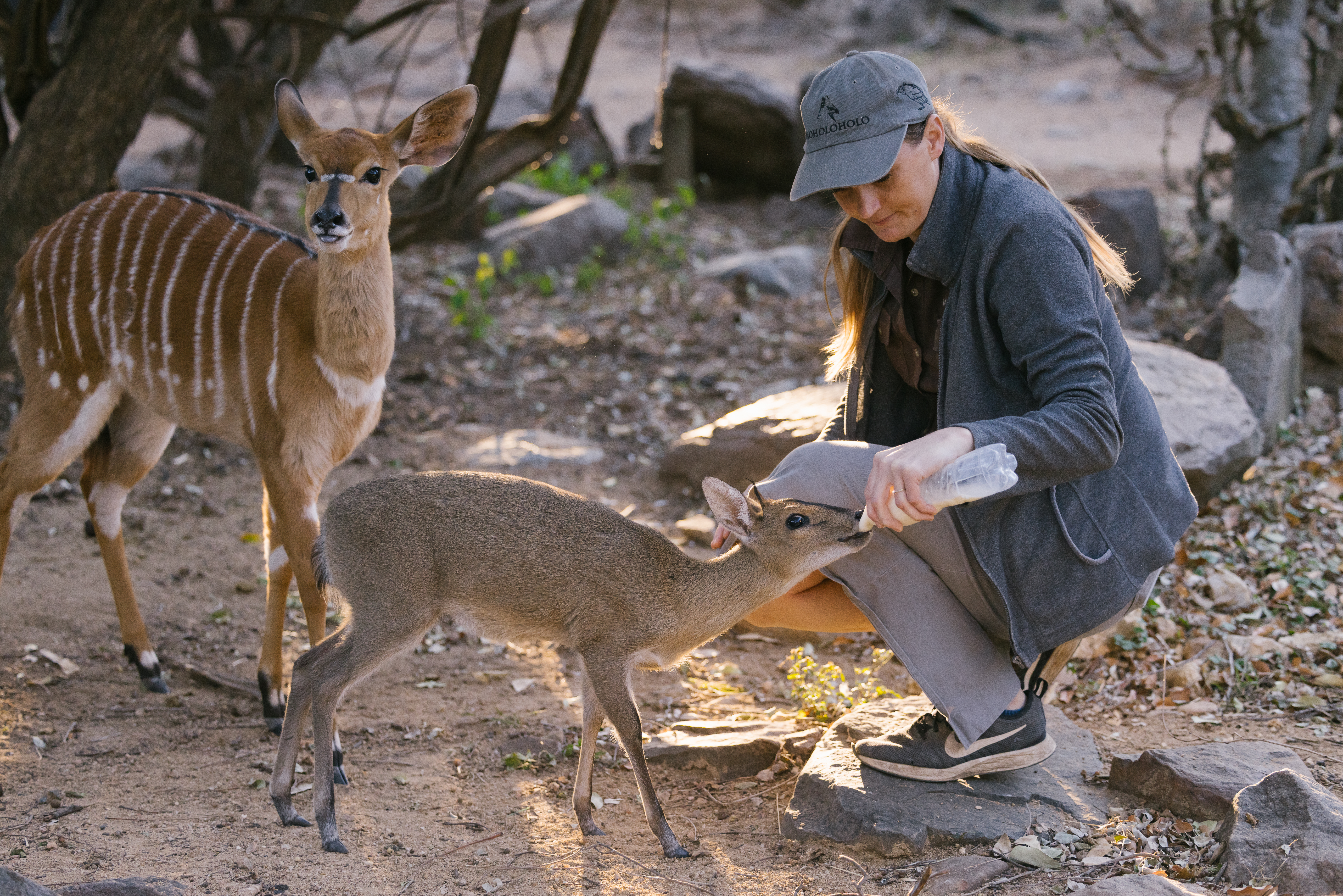 The Immersive Wildlife Rehabilitation Experience - volunteer feeding a baby antelope