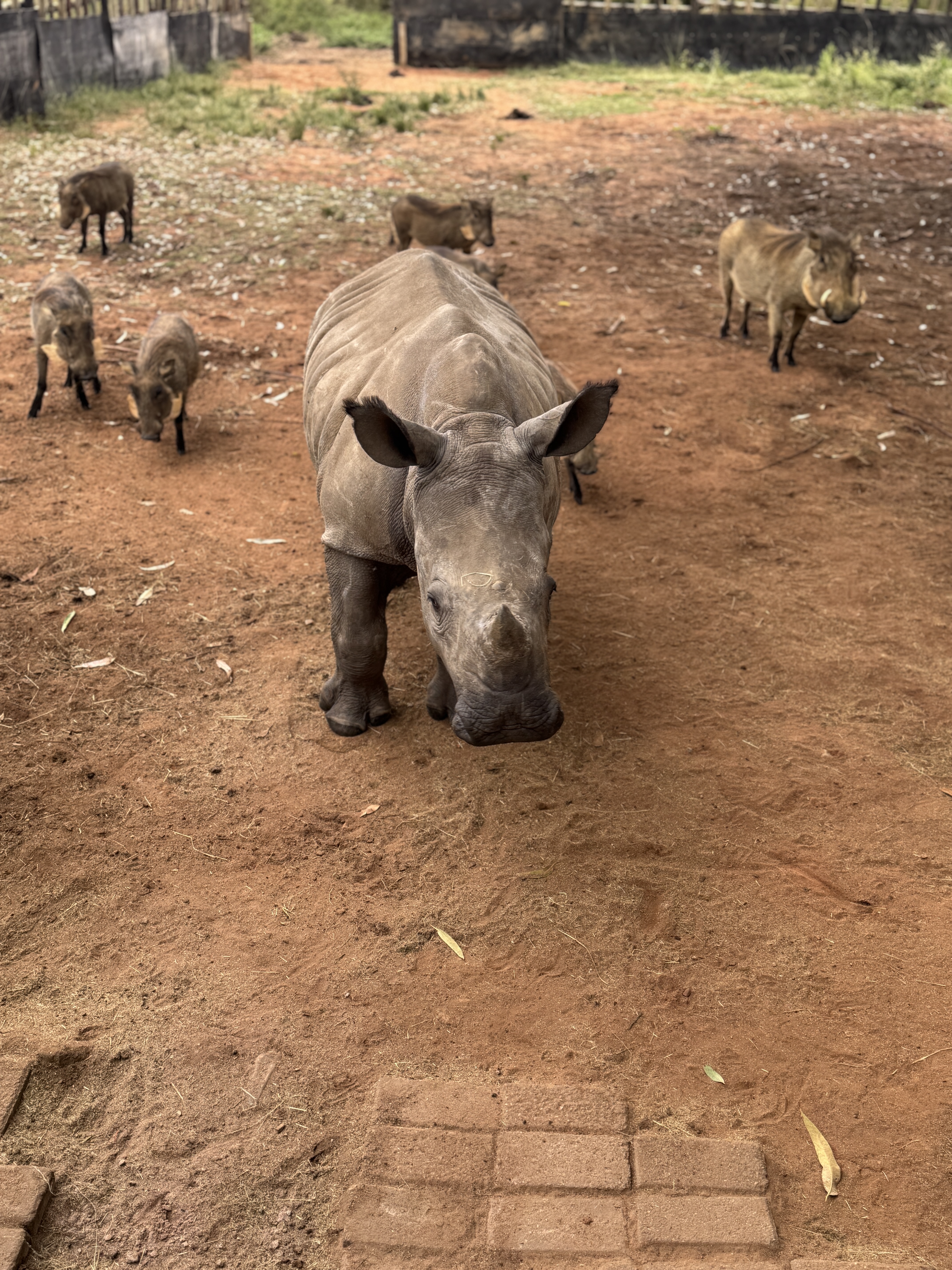 The Immersive Wildlife Rehabilitation Experience - rhino and warthogs 
