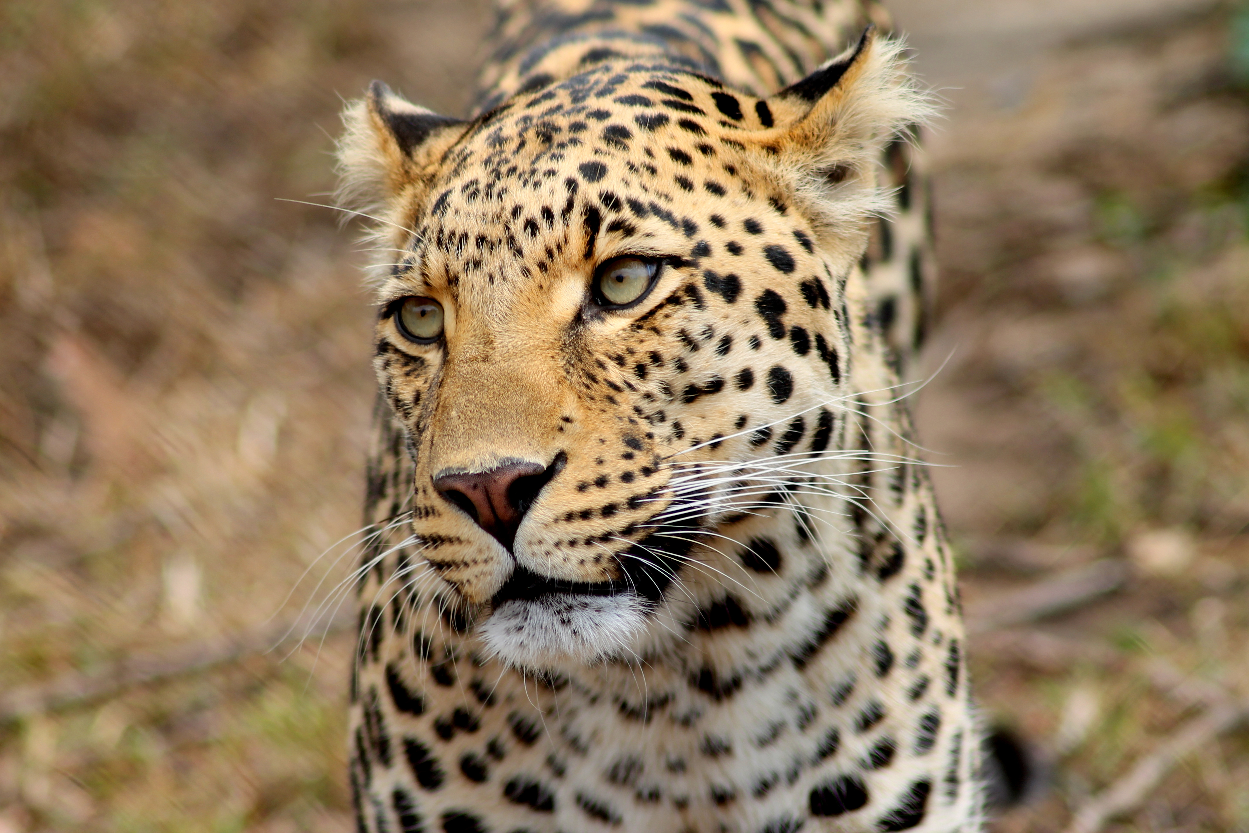 The Immersive Wildlife Rehabilitation Experience - close up of a leopard