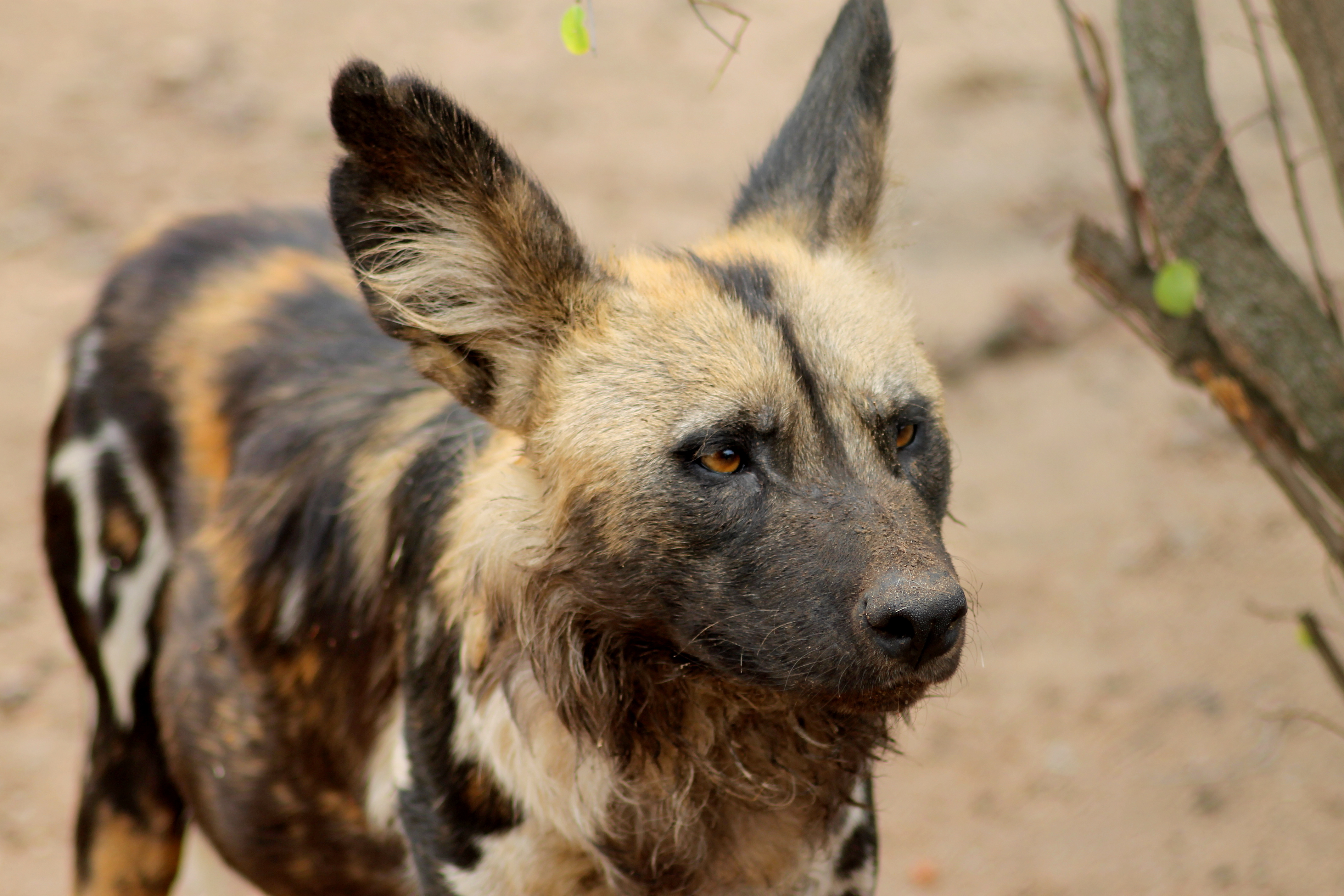 The Immersive Wildlife Rehabilitation Experience - wild dog close up