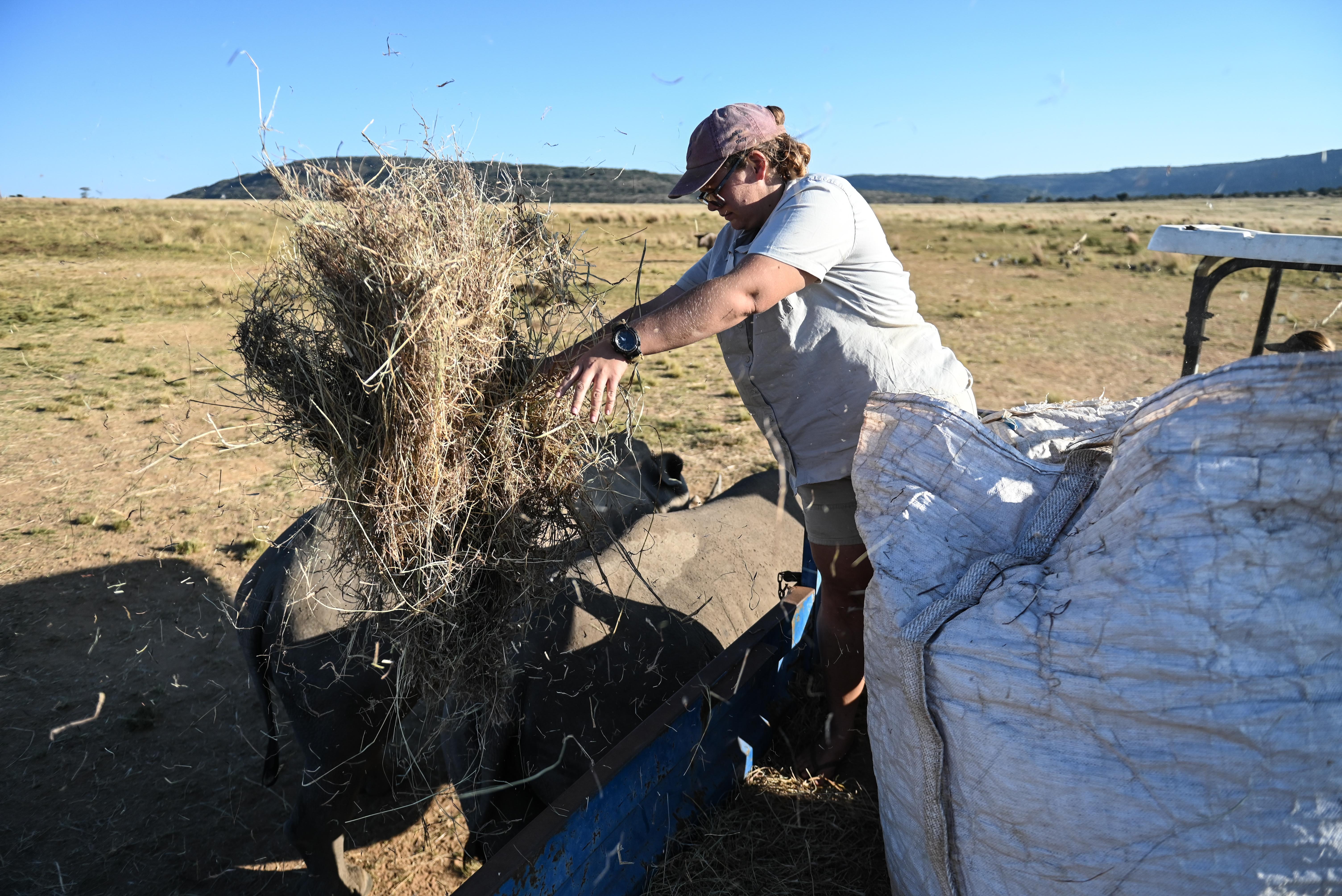 The Immersive Wildlife Rehabilitation Experience - volunteer preparing hay bags 