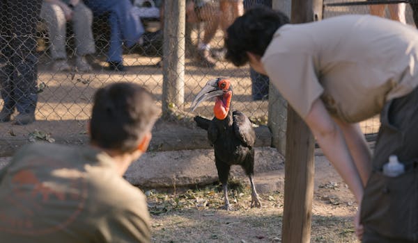 Animal Care And Conservation Field Trip - students observing a bird