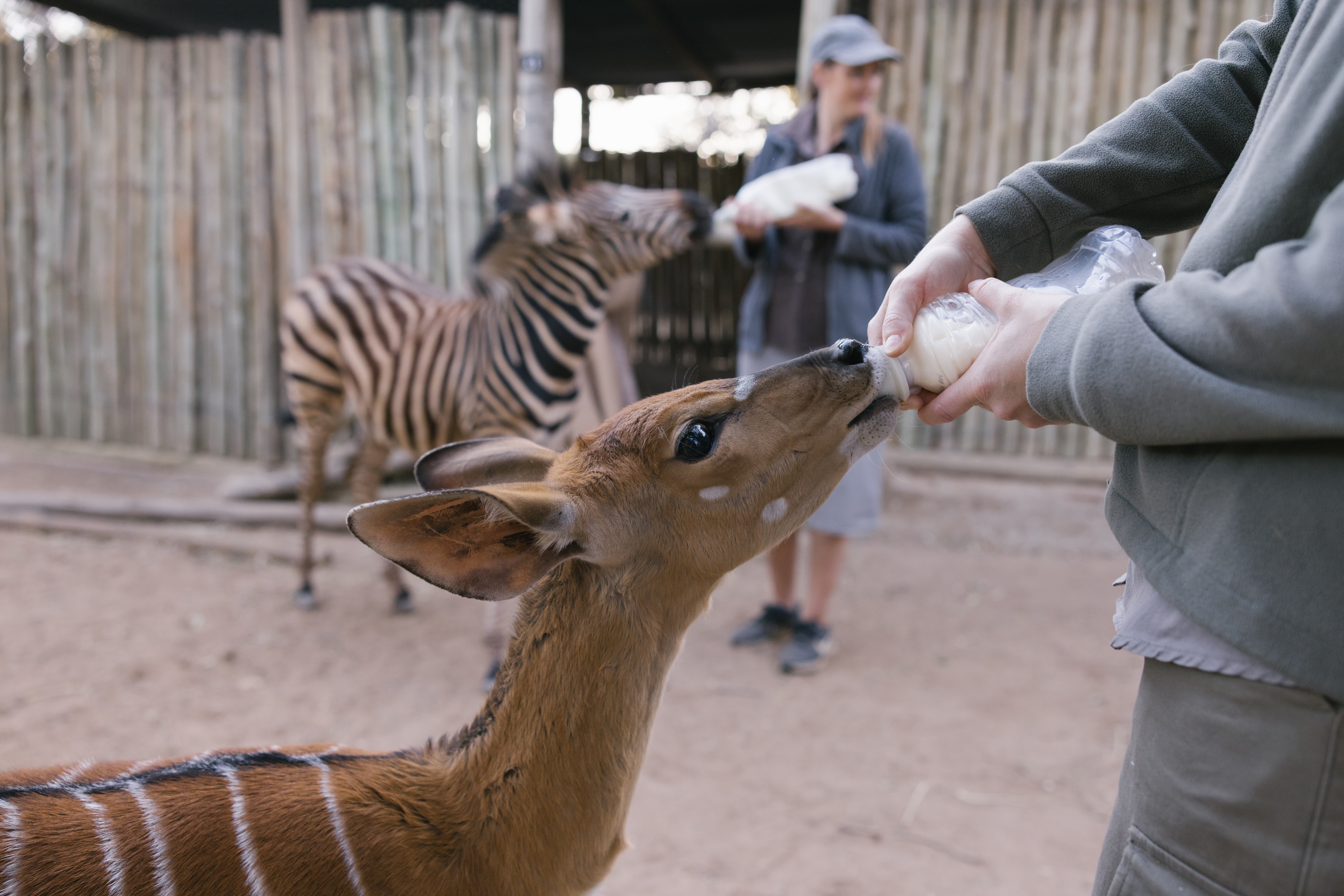 Animal Care and Conservation Field Trip - student feeding an antelope