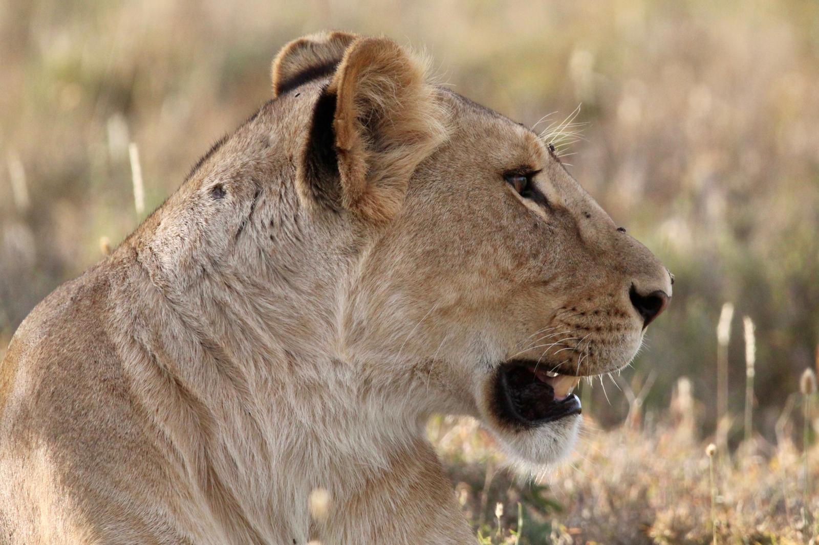 Animal Care And Conservation Field Trip - lioness side profile close up