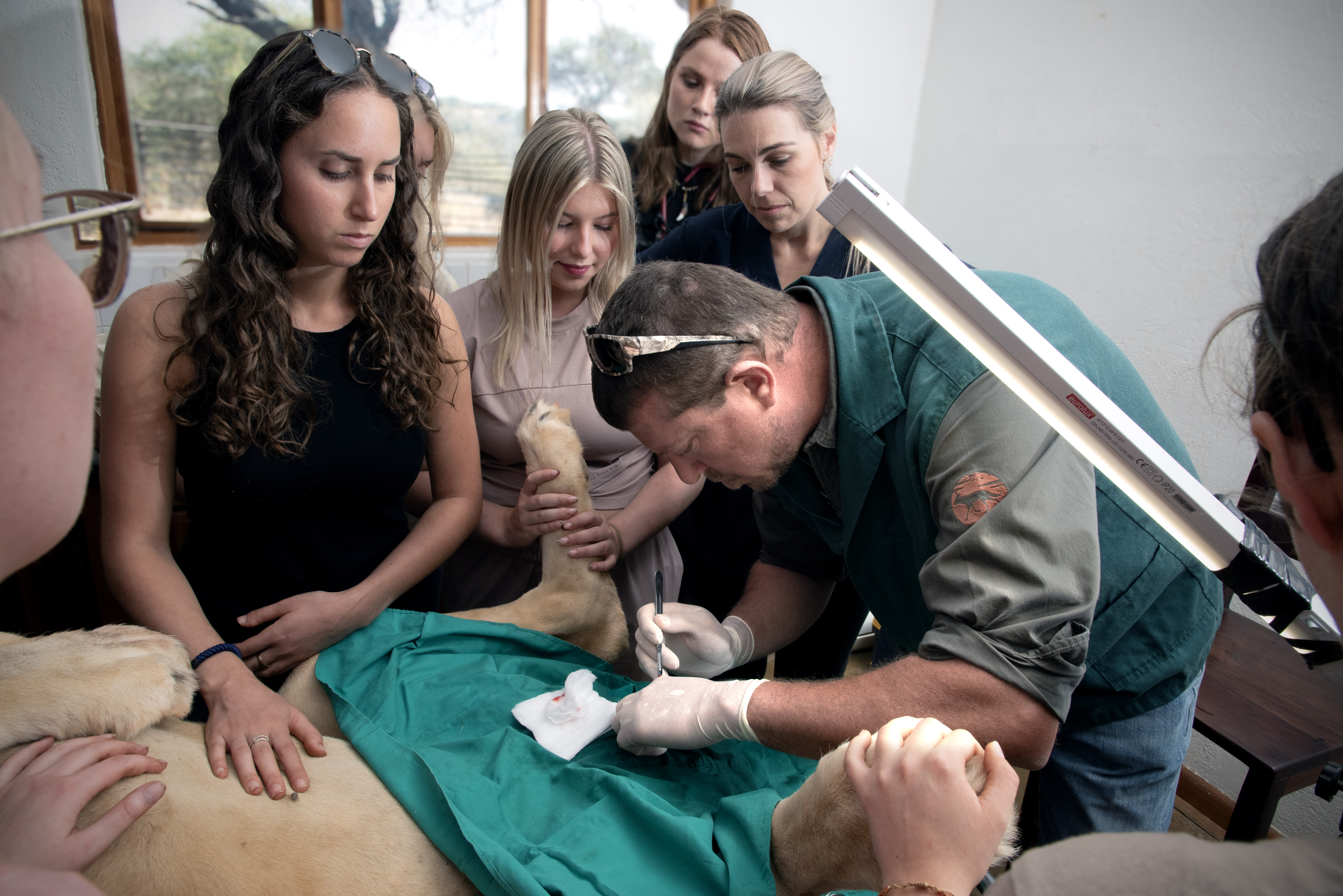 Students observing vet work with a lion