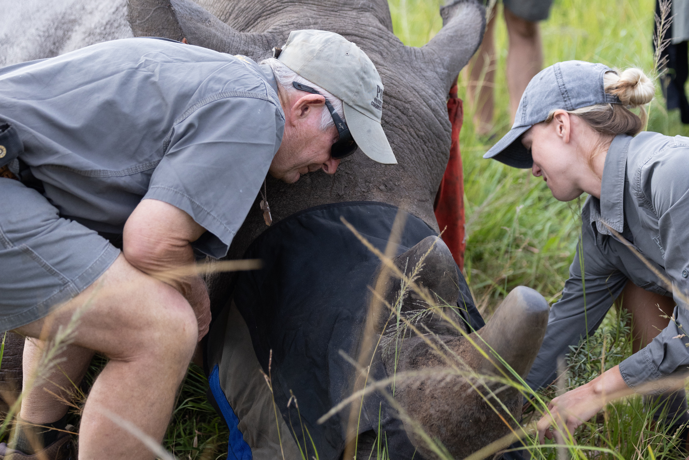 Ethical Holidays In Africa - Wildlife Travel - rhino horn trimming at Phinda