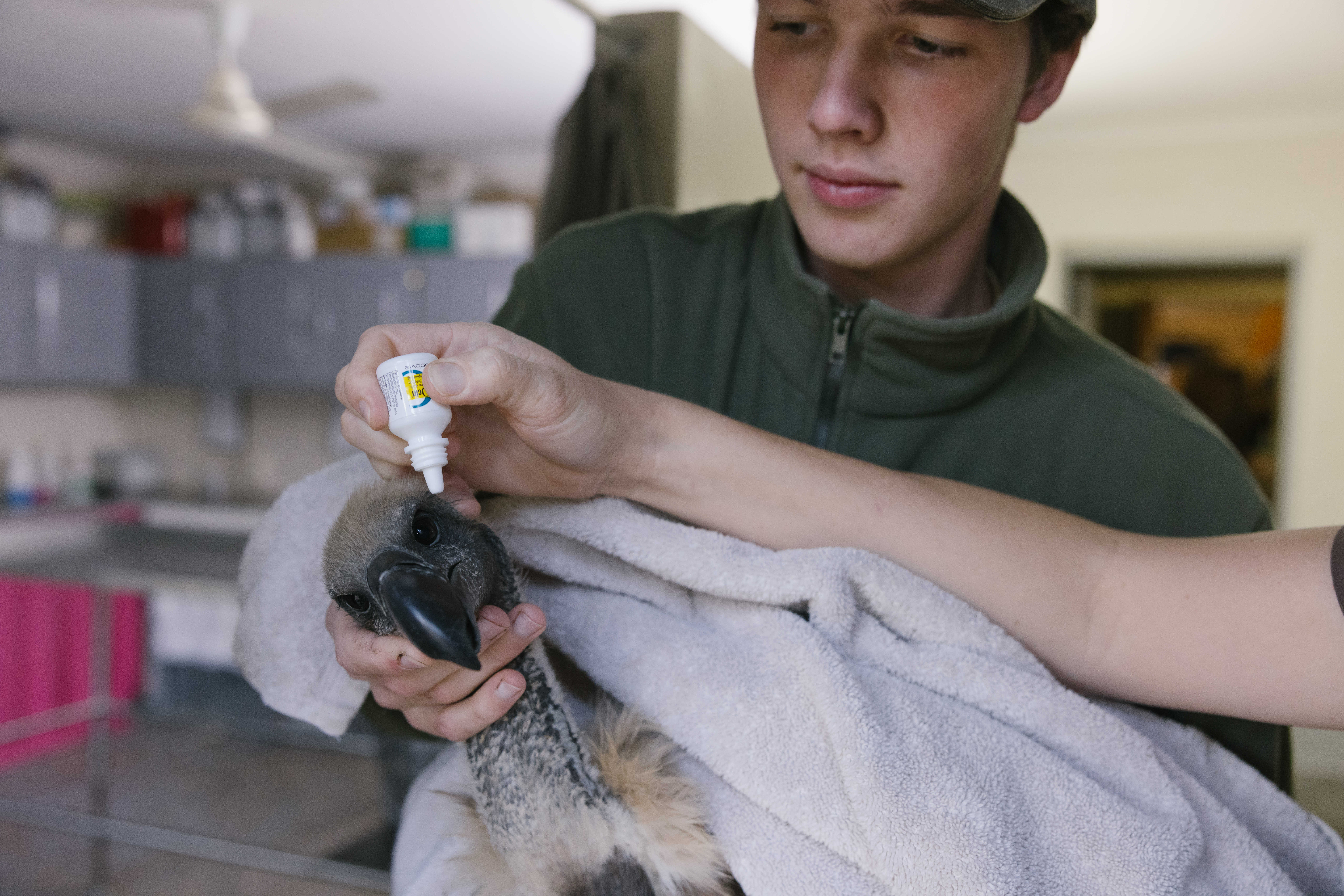 Conservation internships - Study & Career Programs - assisting in a busy clinic