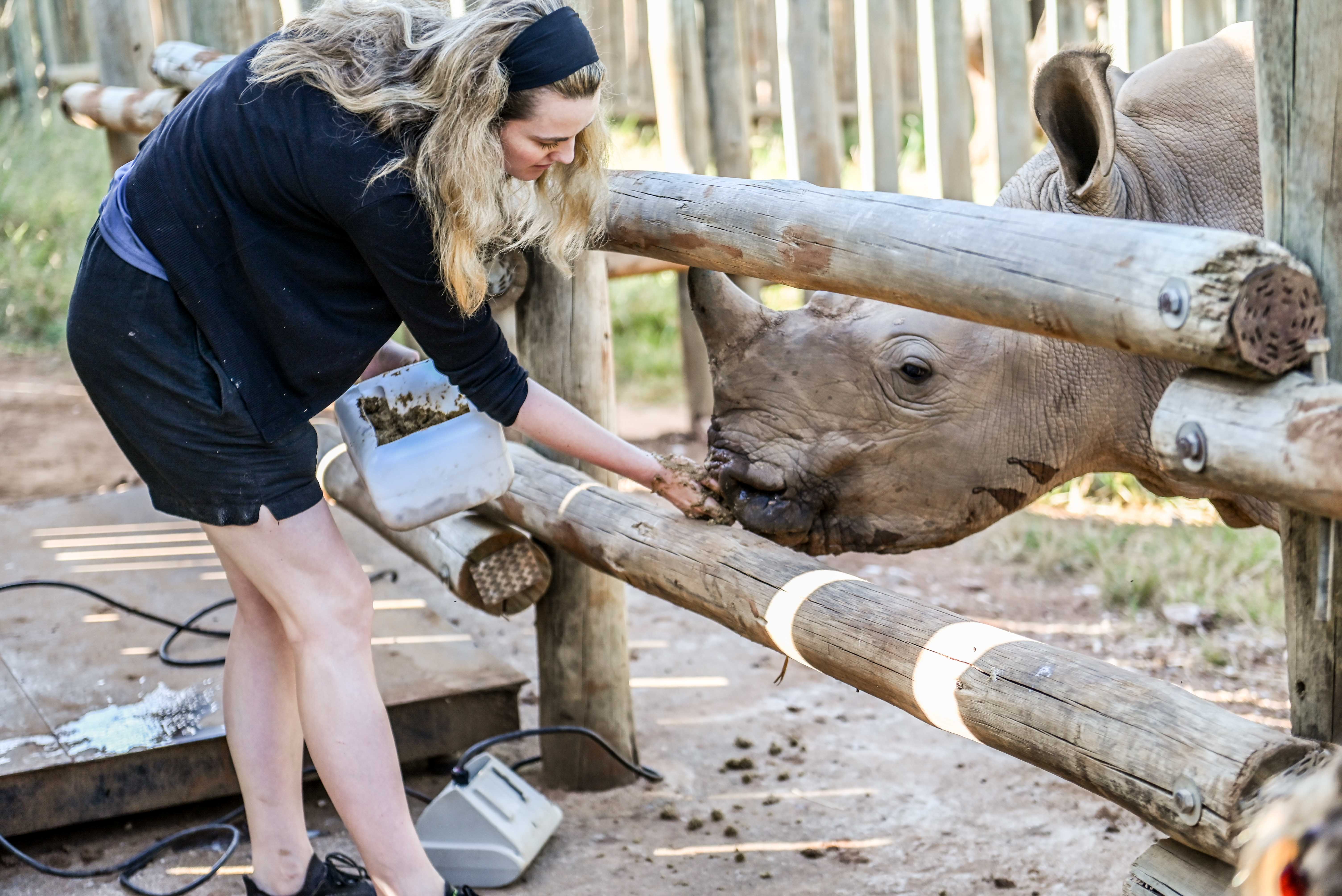 Volunteer Abroad - Volunteering Experiences - volunteer feeding at rhino at Care For Wild Africa