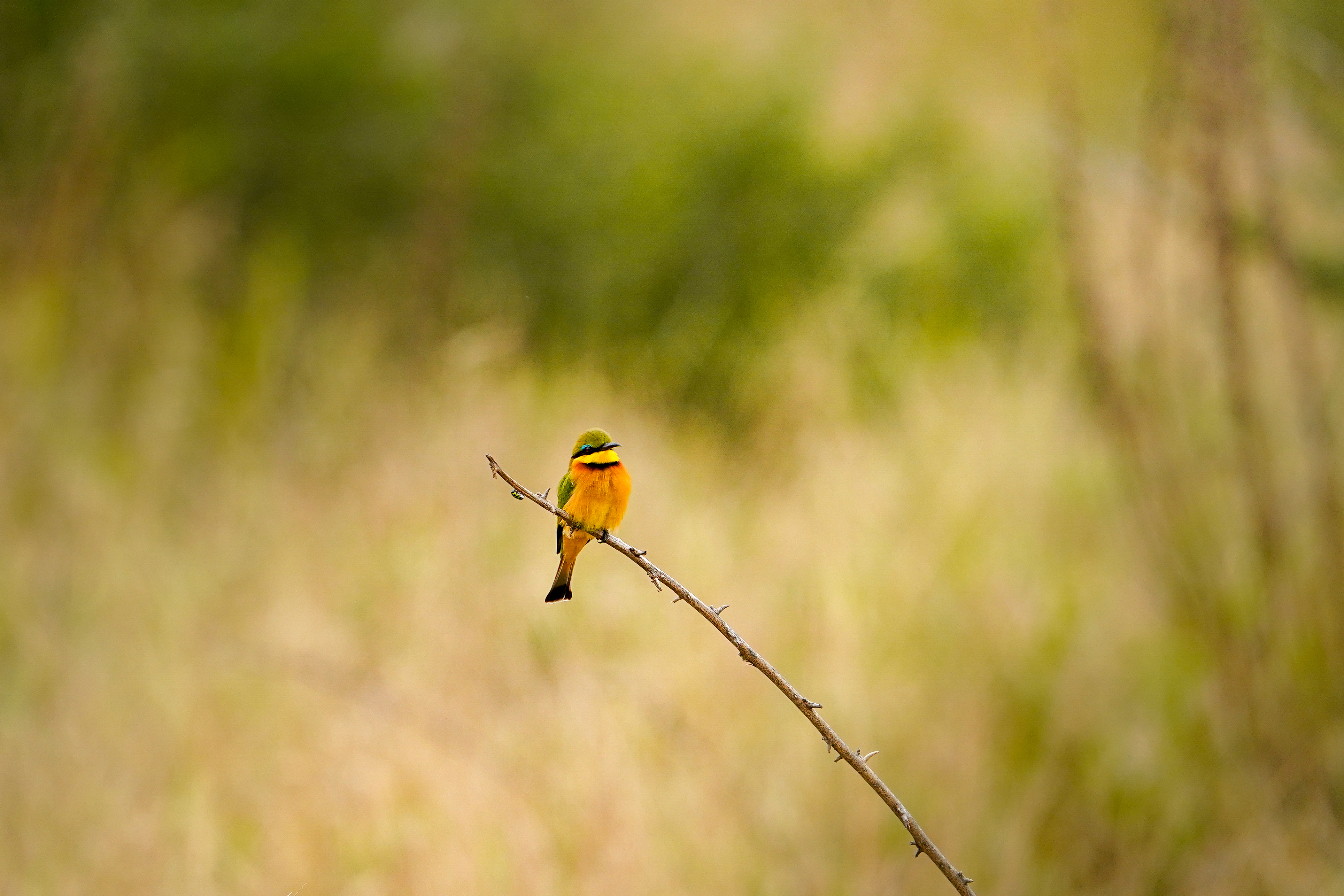 Tour operator financial protection - African Conservation Experience