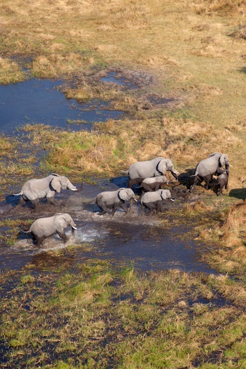 ACE - African Conservation Experience - About Us