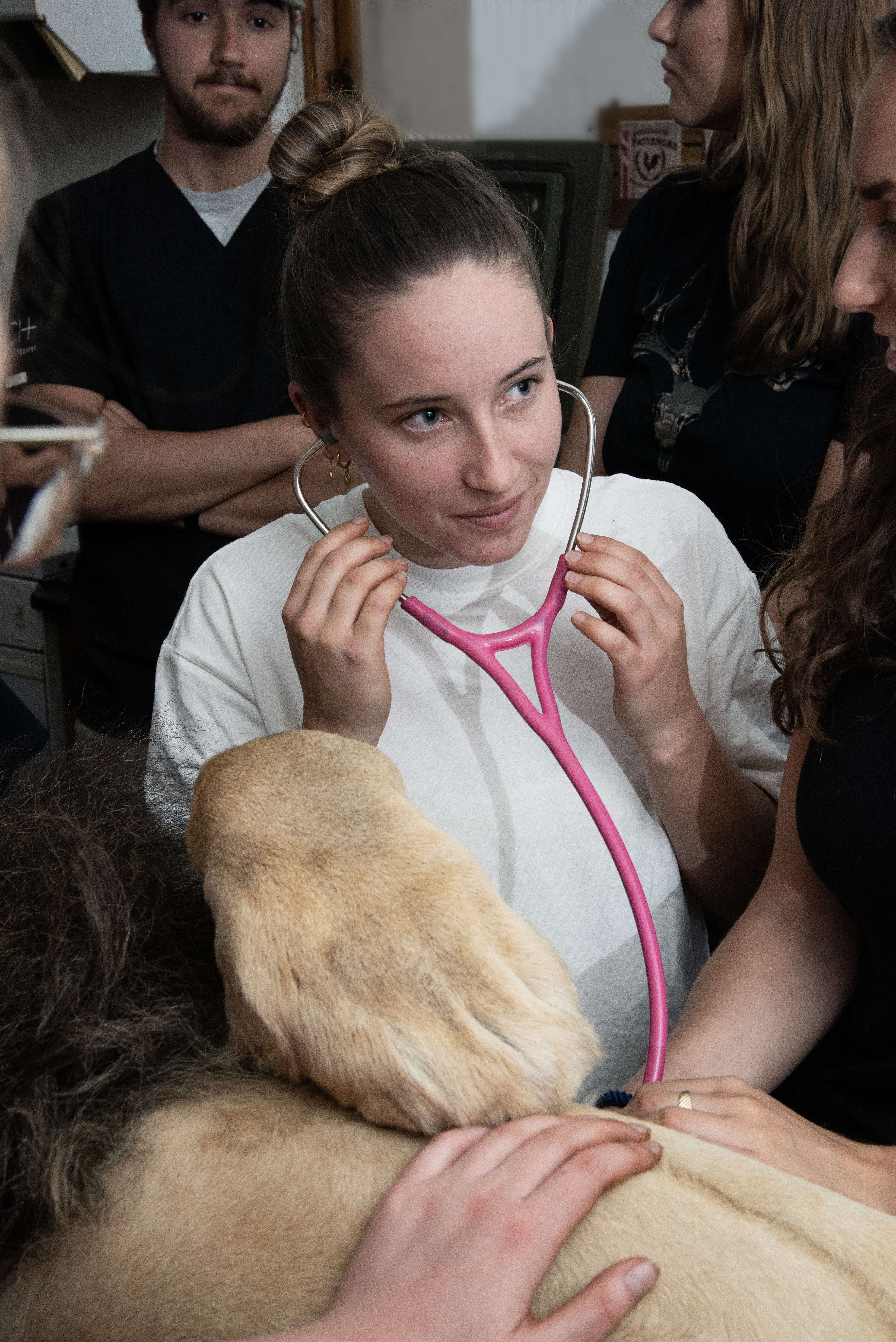 Wildlife vet volunteer - Wildlife Veterinary Experiences - Volunteer at the Expedition