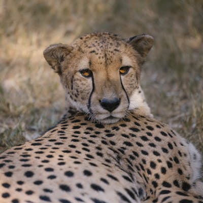Wildlife vet volunteer - Wildlife Veterinary Experiences - Cheetah