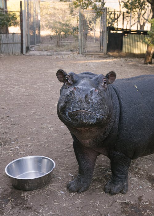 Wildlife rehabilitation volunteer opportunities - Moholoholo Wildlife Rehabilitation Centre - Baby Hippo