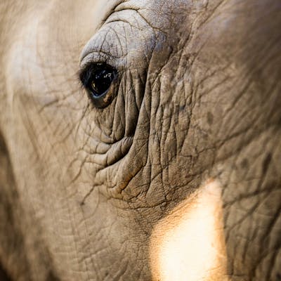 Wildlife rehabilitation volunteer opportunities - Care For Wild Africa - Closeup of a Rhino