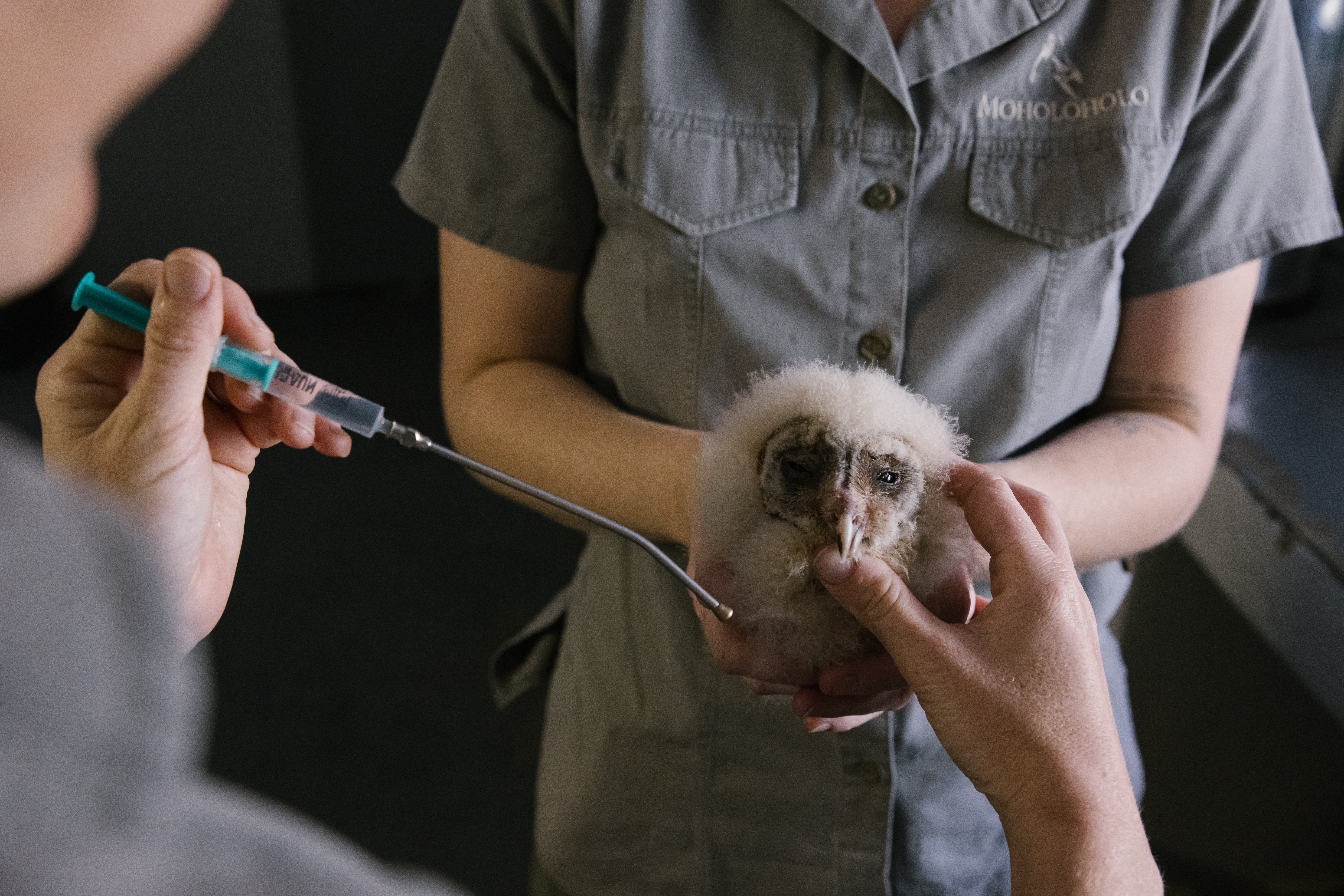 Wildlife vet volunteer - Wildlife veterinary experiences - veterinary with birds at Moholoholo Wildlife Rehabilitation Centre