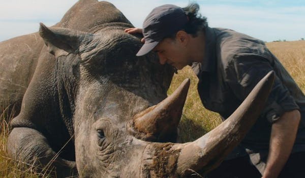 The Supervet Noel Fitzpatrick, with a sedated rhino, as part of The Supervet: Safari Special on Channel 4 and All 4