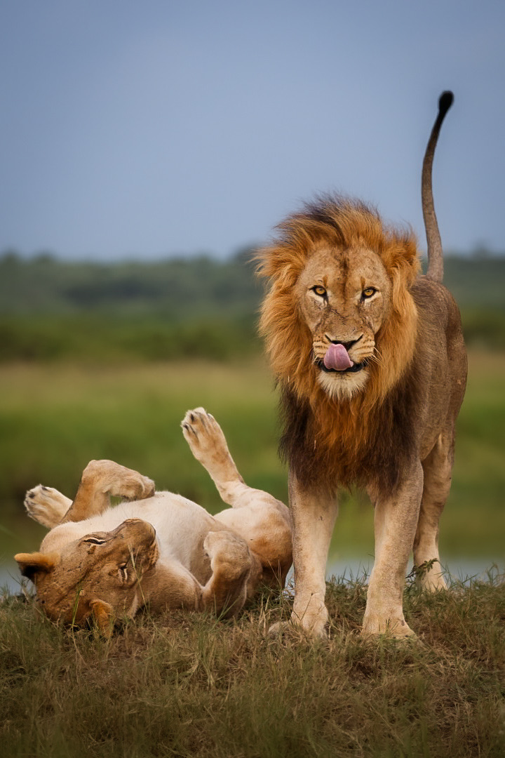 Lion conservation volunteer - Lion conservation experiences - Two lions