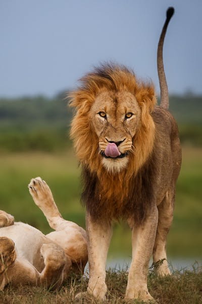 Lion conservation volunteer - Lion conservation experiences - Two lions