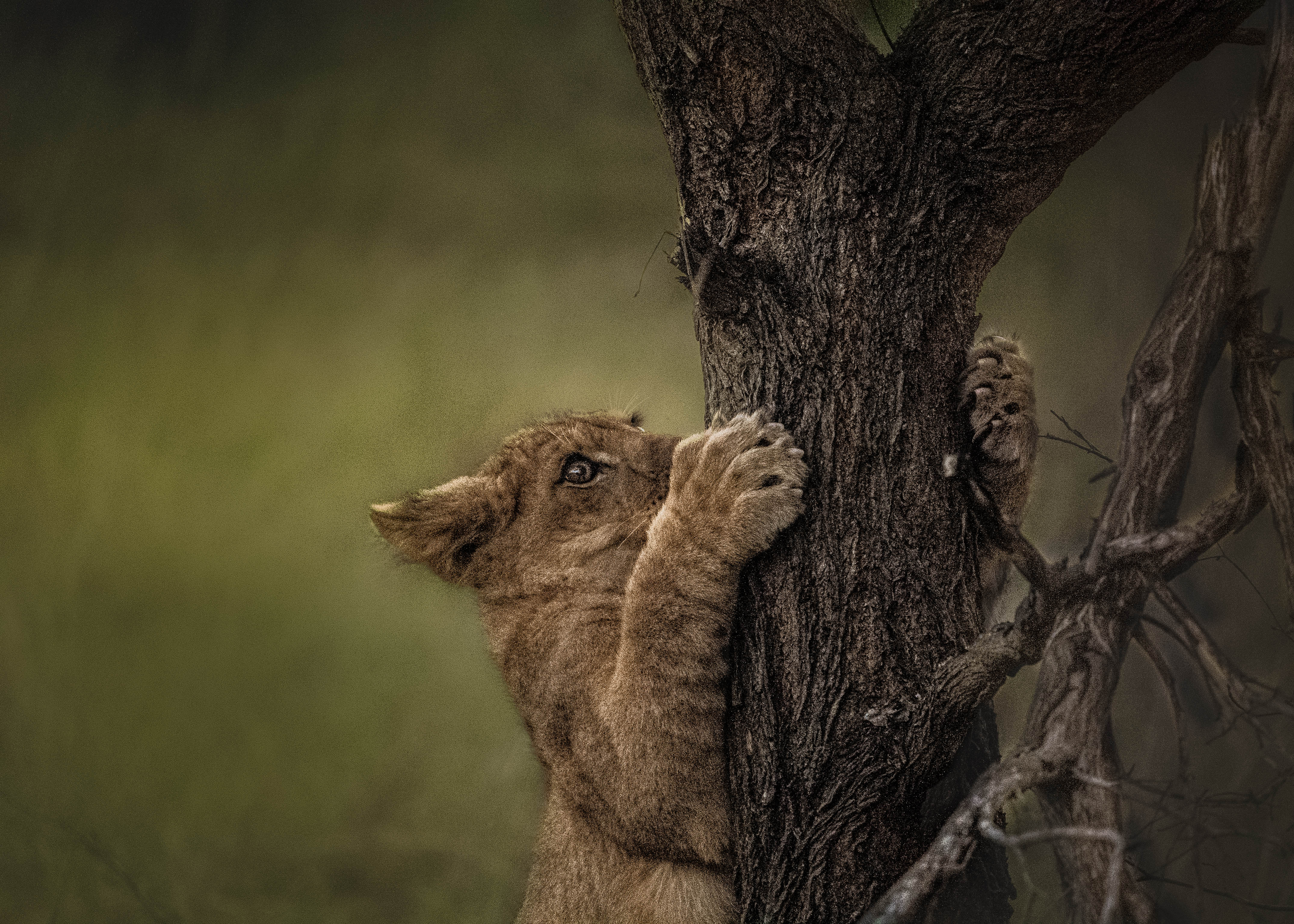 Lion conservation volunteer - Lion conservation experiences - Lion cub climbing scratching close up