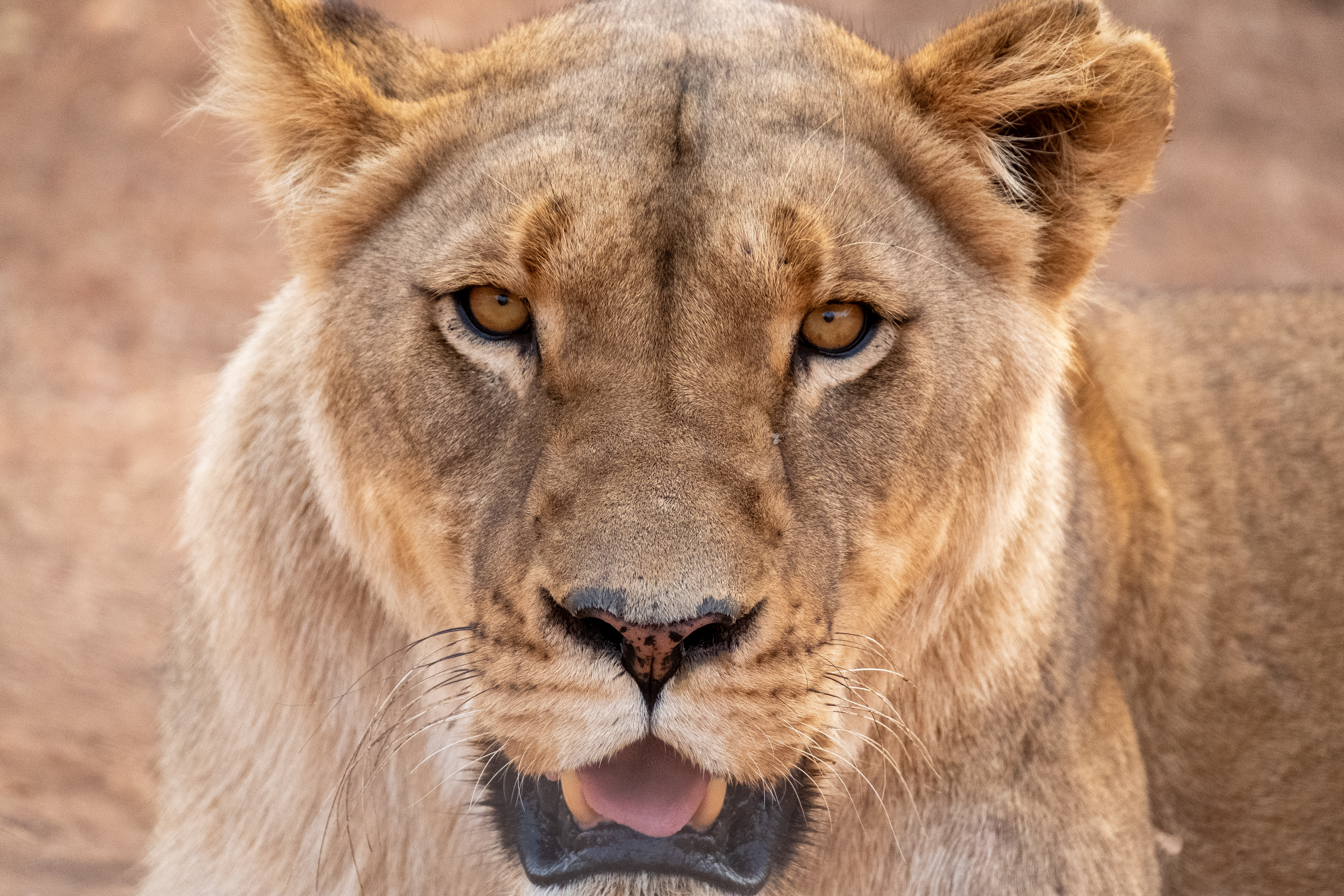 Lion conservation volunteer - Lion conservation experiences - Lion relaxing