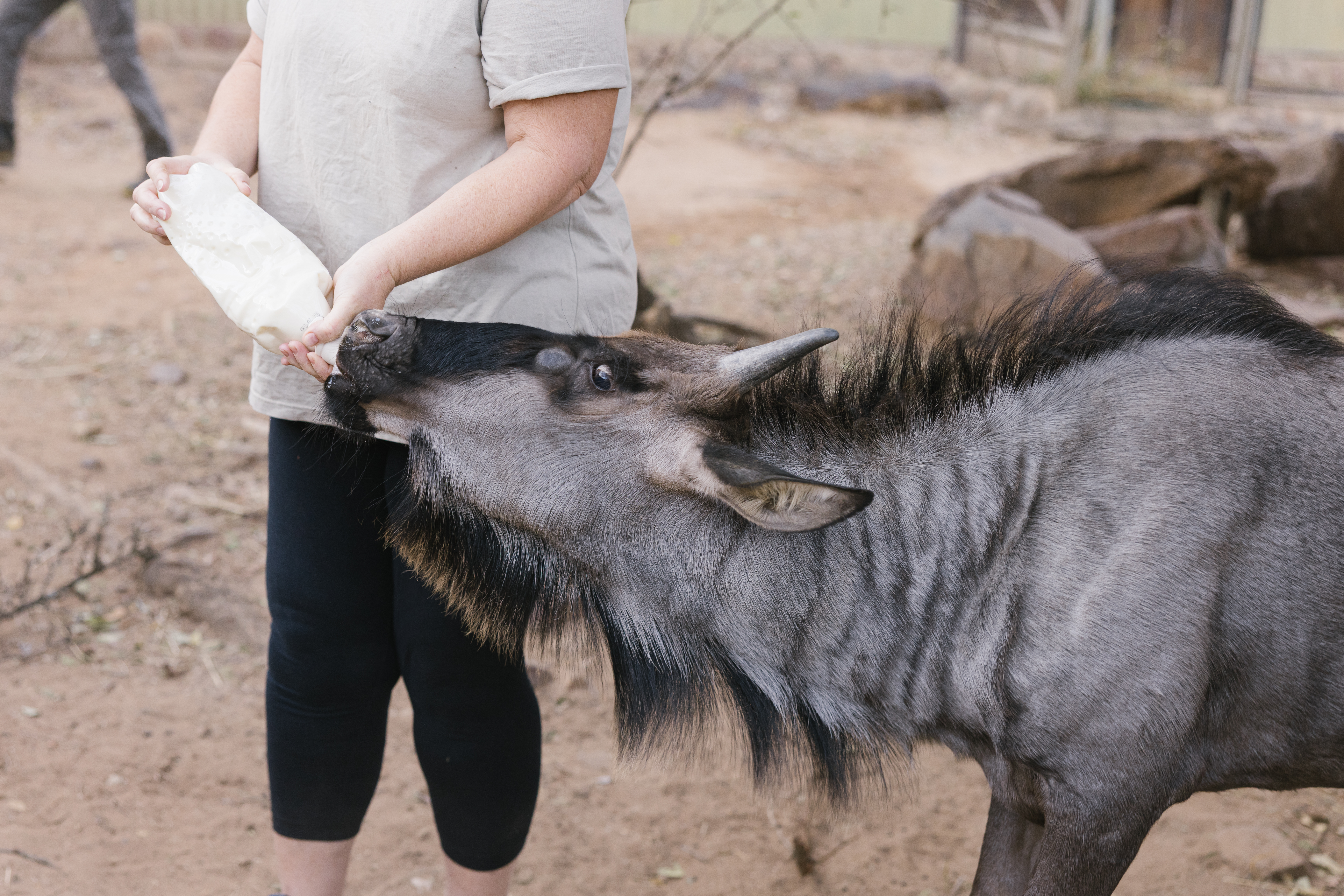  The Clinic To Care Experience - volunteer feeding a wildebeest 