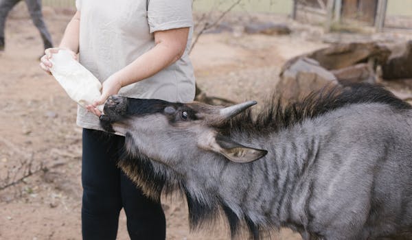 The Clinic To Care Experience - volunteer feeding a wildebeest