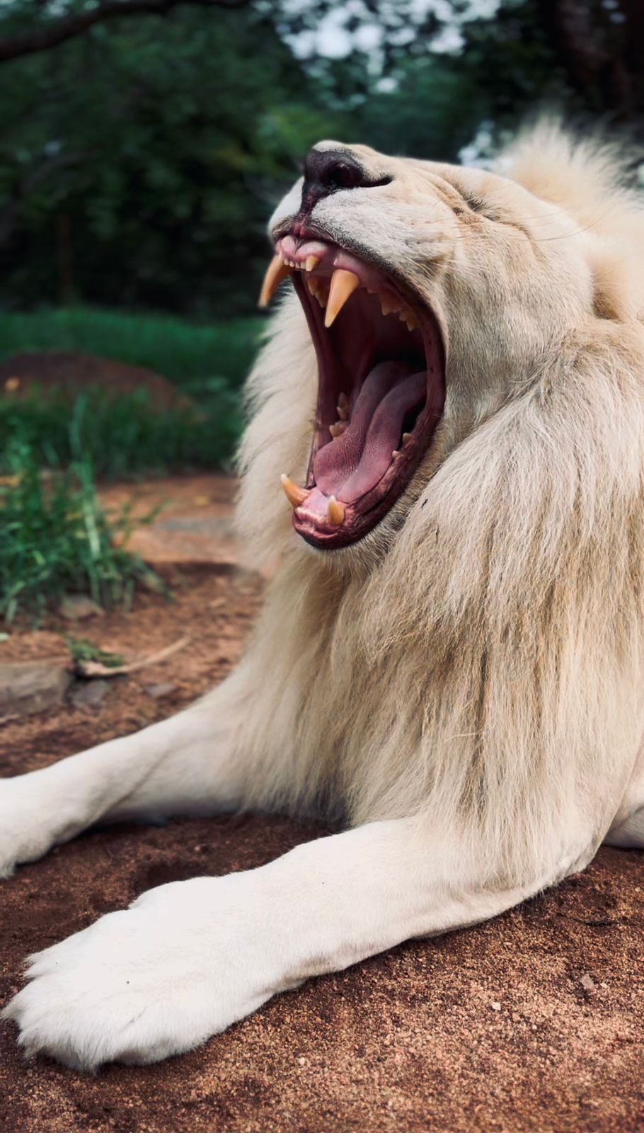 Lion conservation volunteer - Lion conservation experiences - Male lion yawning at Moholoholo Wildlife Rehabilitation Centre