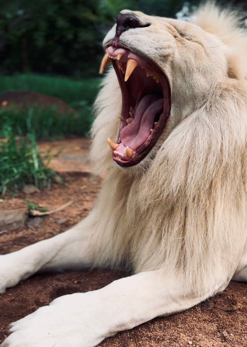 Lion conservation volunteer - Lion conservation experiences - Male lion yawning at Moholoholo Wildlife Rehabilitation Centre