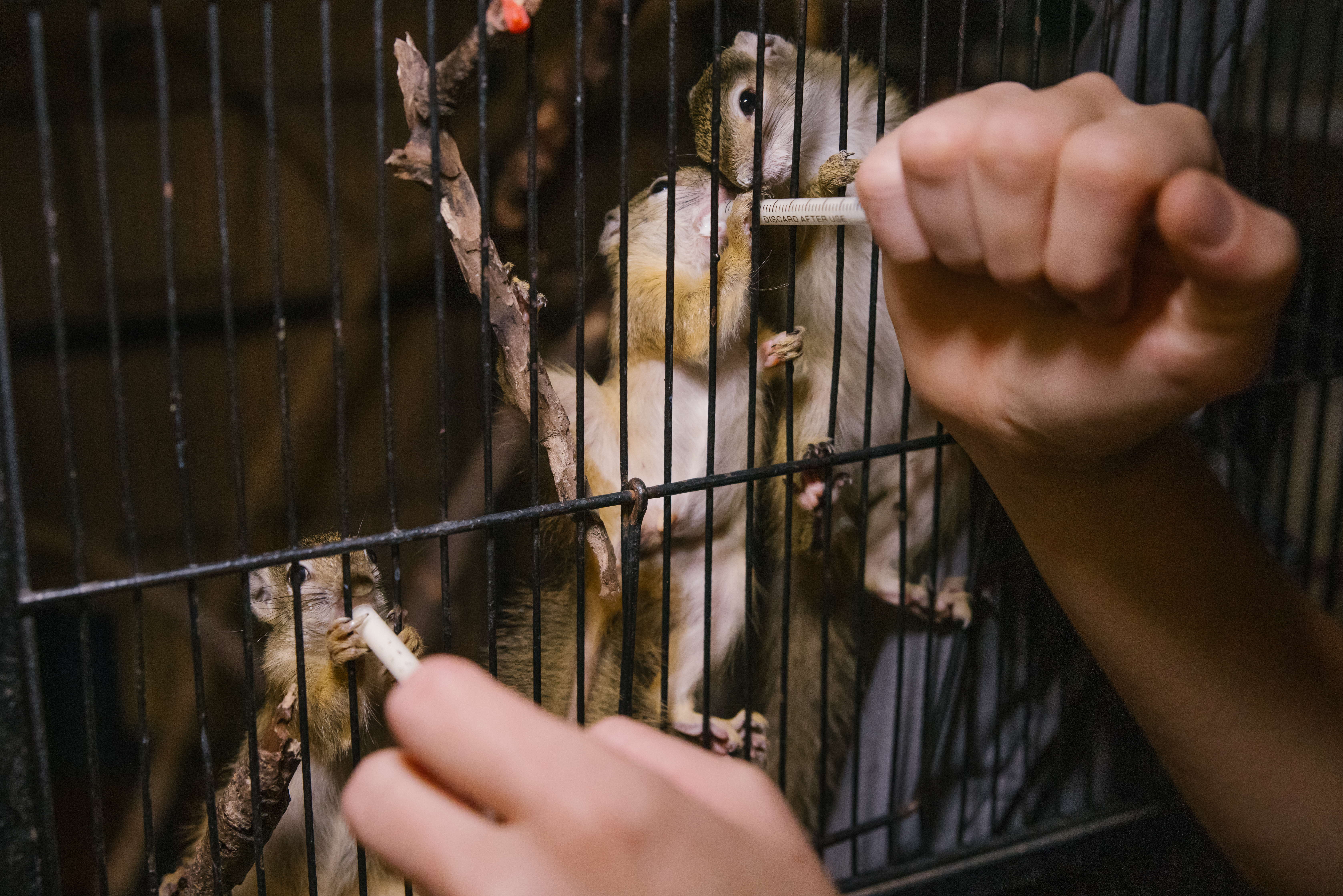 The Clinic To Care Experience - feeding chipmunks through their cage 