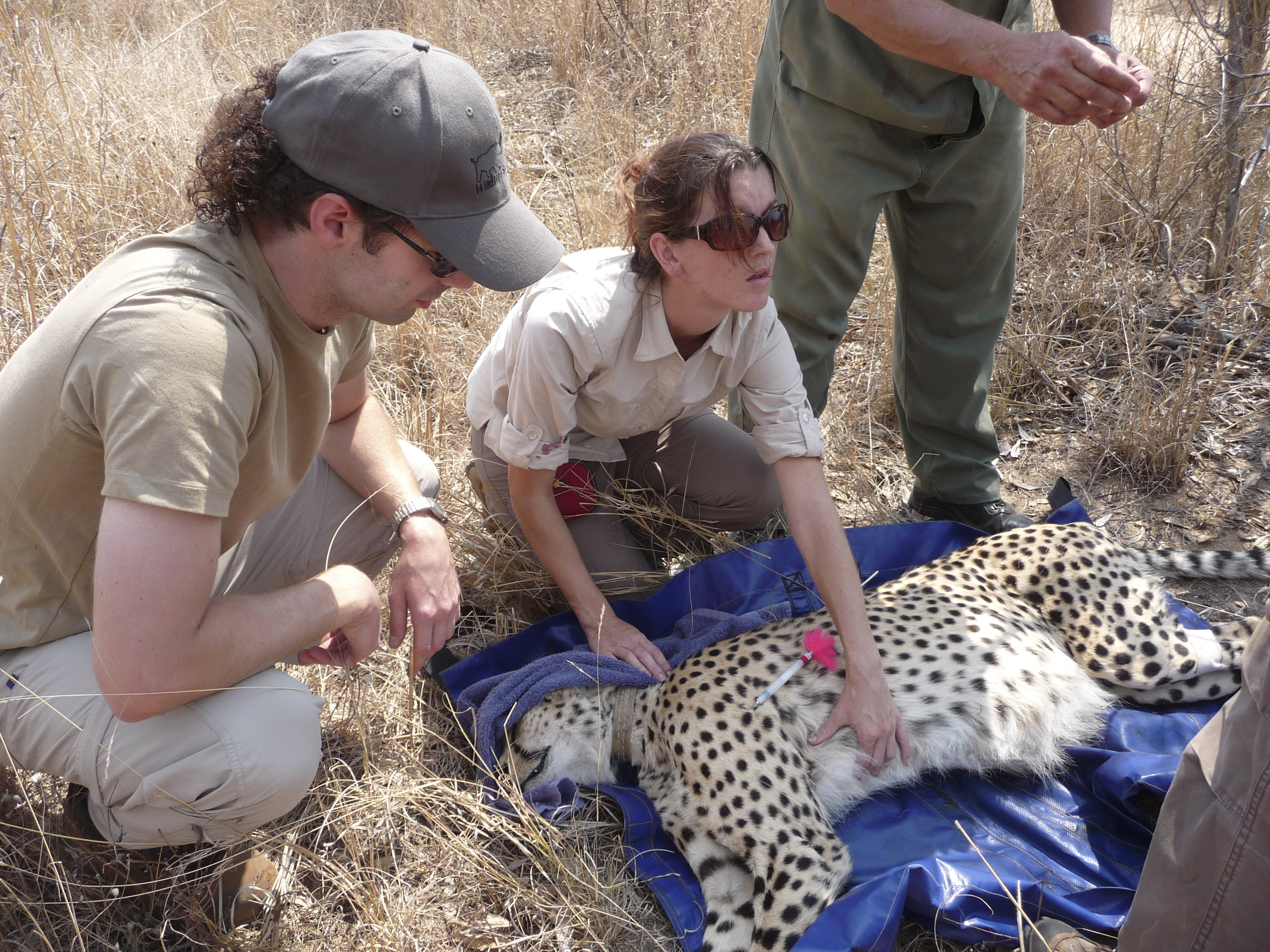 The Clinic To Care Experience - vet working on a sedated cheetah