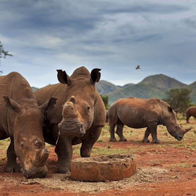 Rhino conservation volunteer - Rhino Conservation Experience - Rhinos in the wild