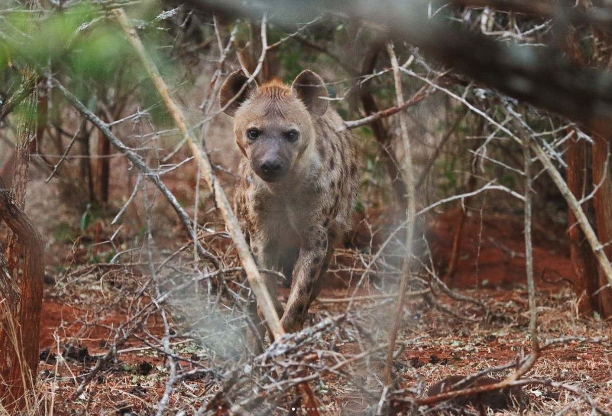 The Care And Conservation Discovery Experience - hyena looking straight at the camera 