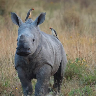 Rhino conservation volunteer - Rhino Conservation Experience - Rhino at Phinda