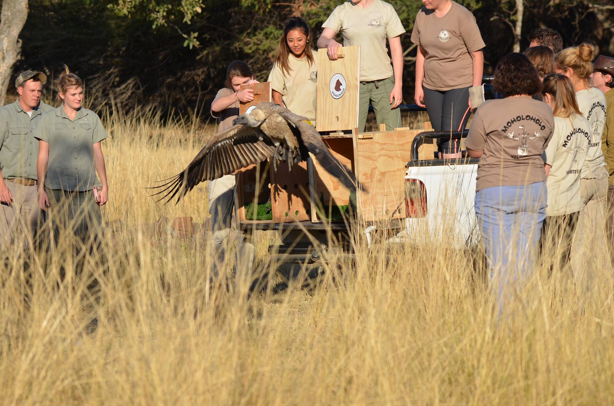 The Care And Conservation Discovery Experience - vulture being released 