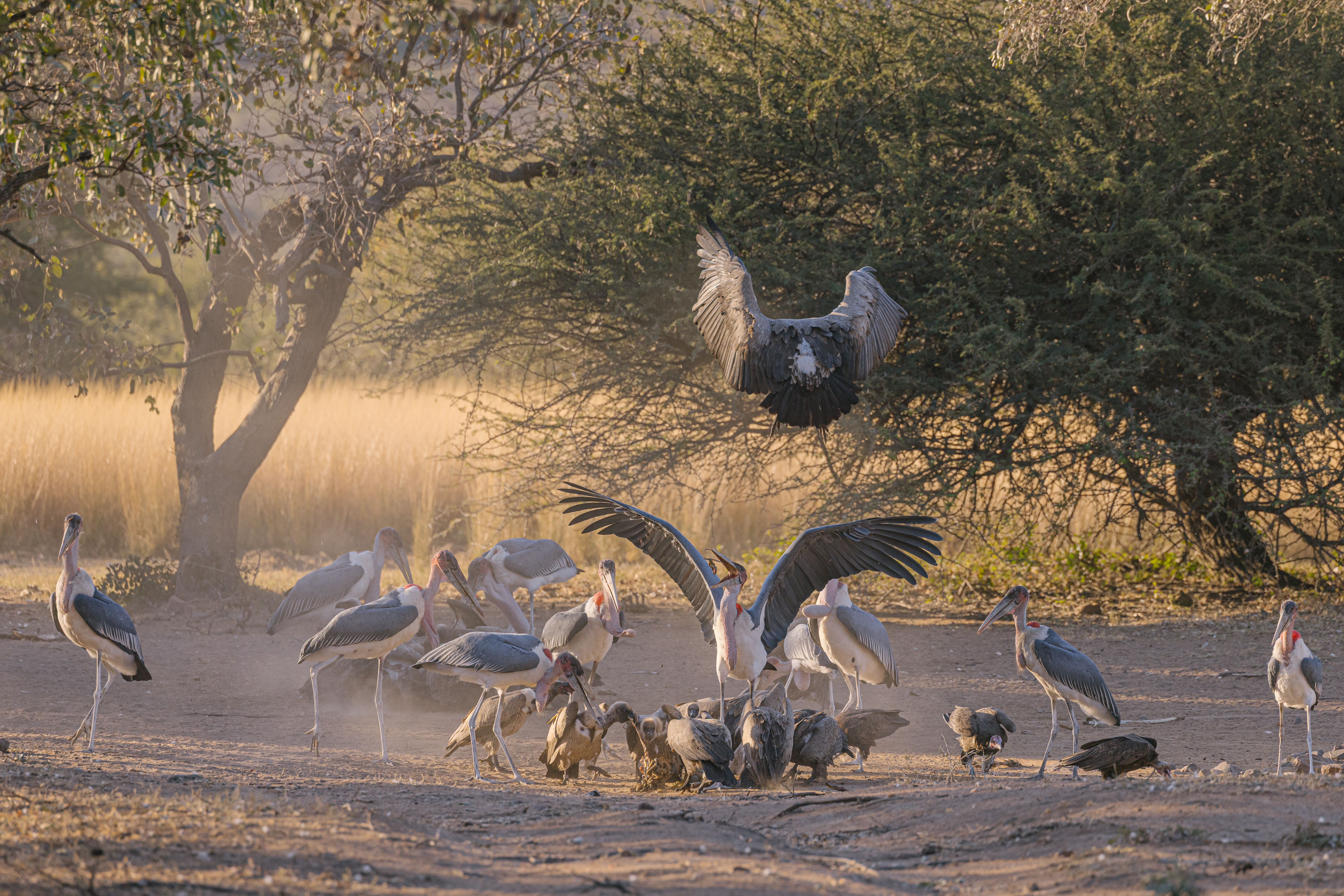 The Care And Conservation Discovery Experience - vultures feeding at the vulture restaurant 