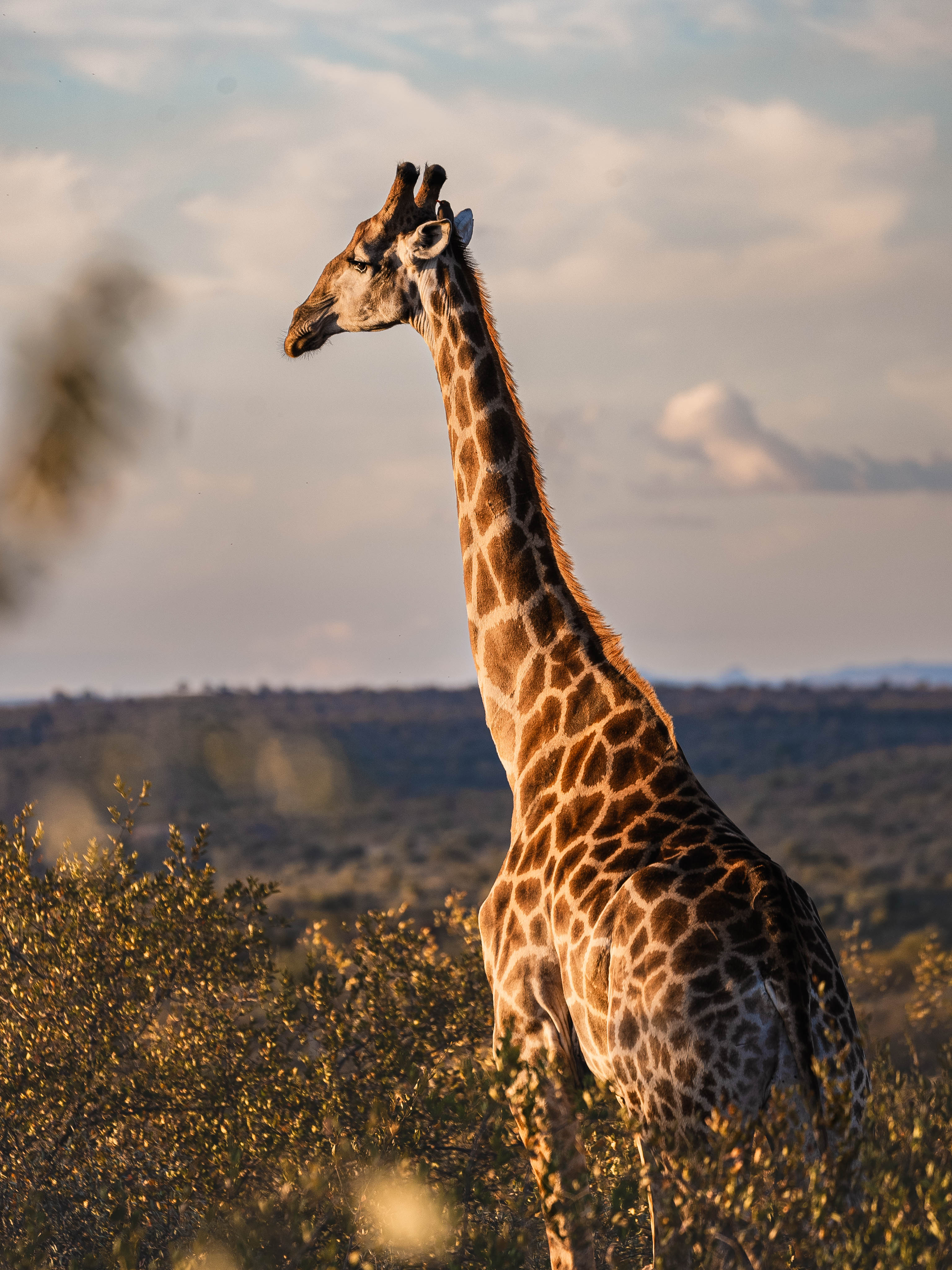 The Care And Conservation Discovery Experience - giraffe in the bush