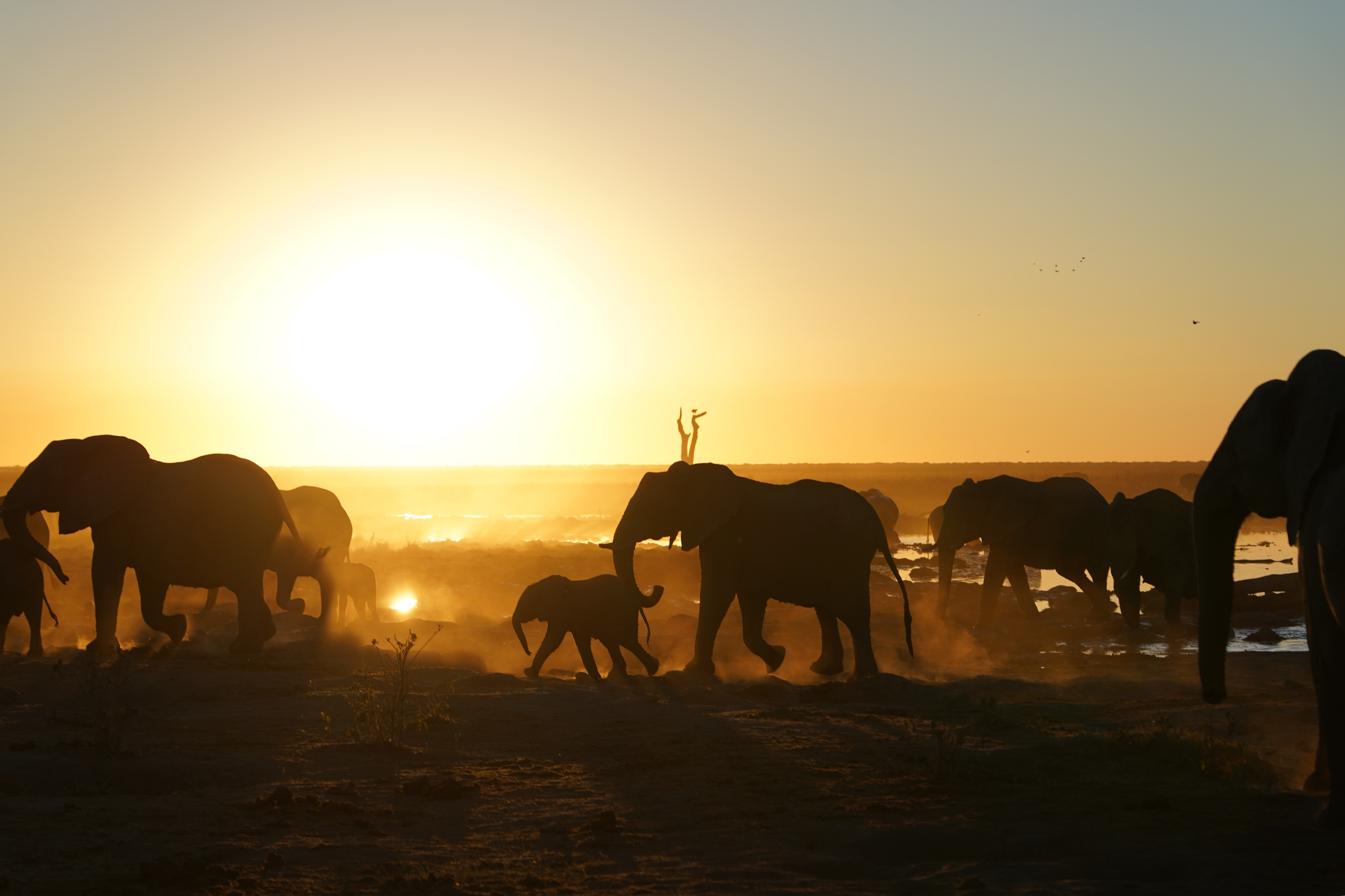 Volunteer work with elephants in Africa - Elephant Conservation Projects - Elephant herd