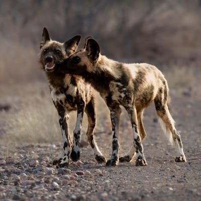 African Wild Dog experiences - African wild dog conservation volunteer - Wild Dogs