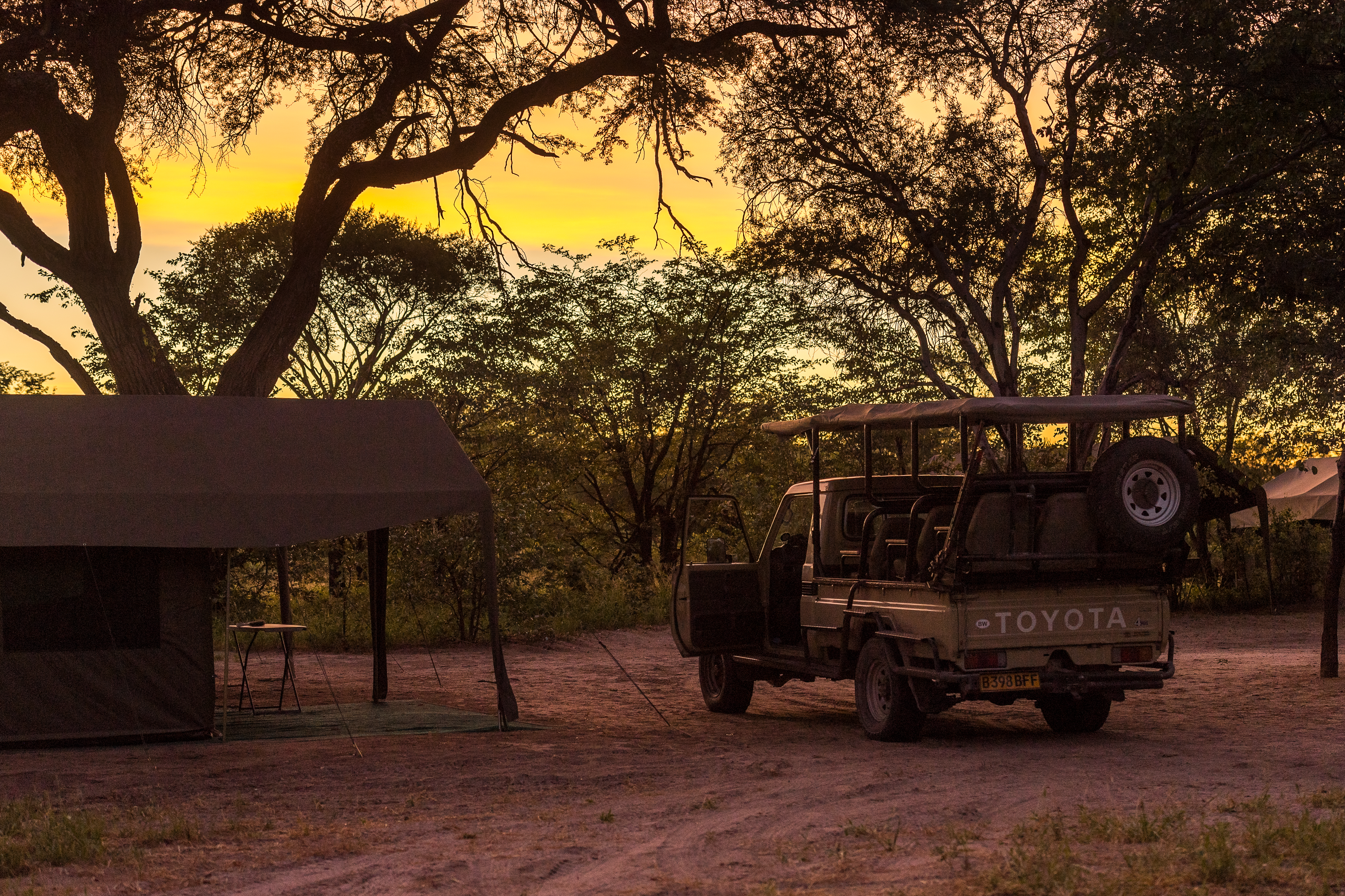 African Wild Dog experiences - African wild dog conservation volunteer - Okavango Wilderness Project