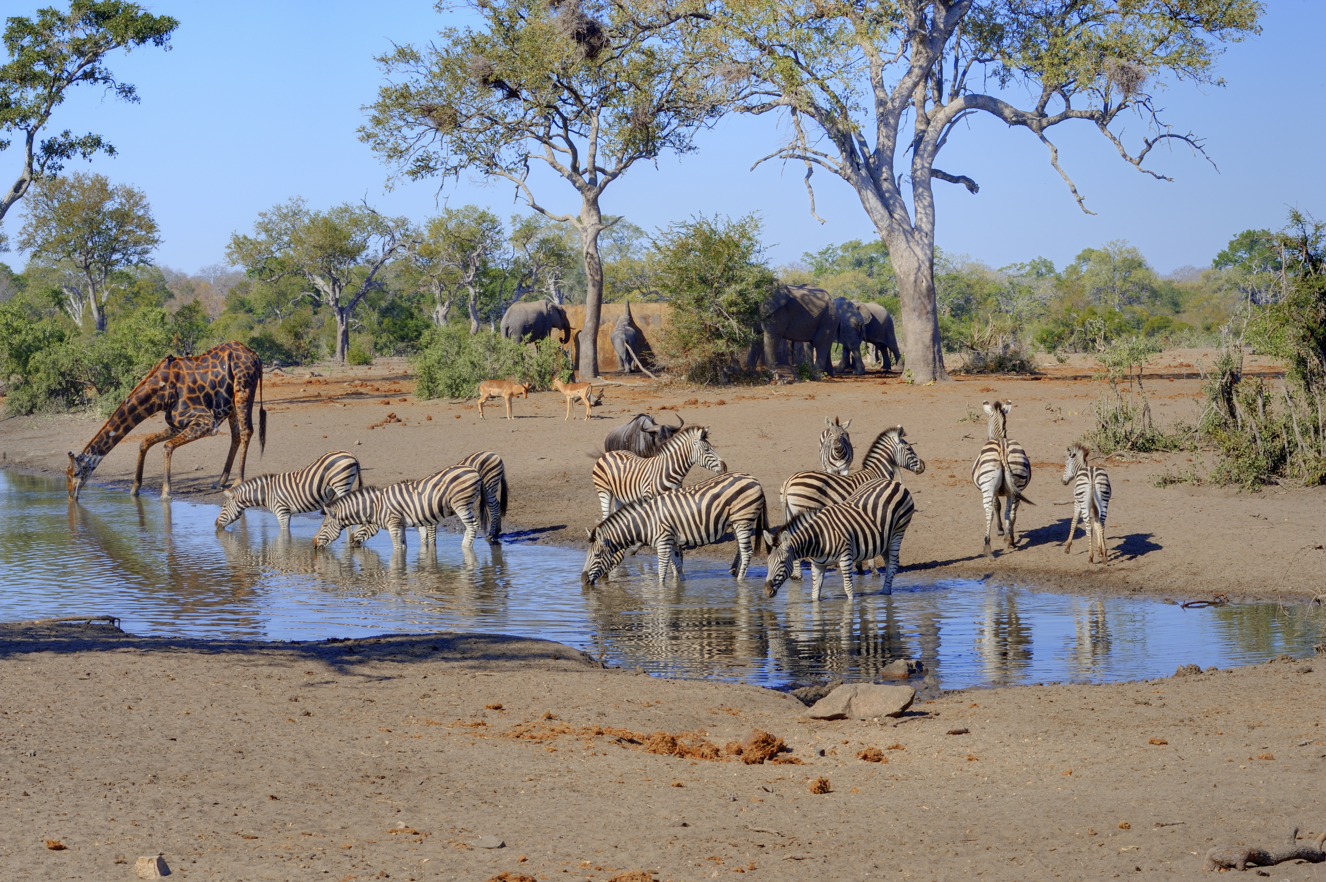 School Biology Field Trip - zebra, antelope, giraffe and elephants near a watering hole 