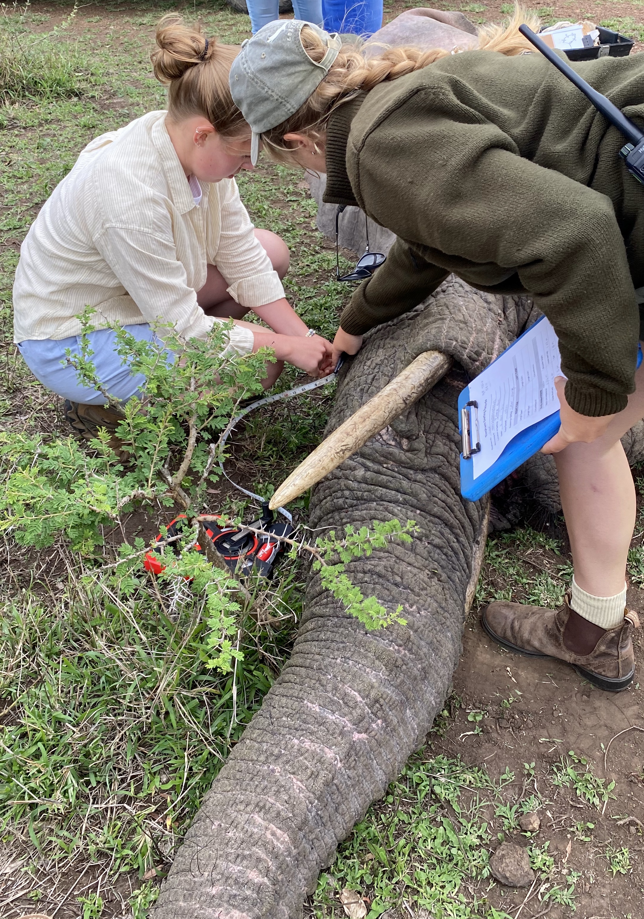 Volunteer work with elephants in Africa - Elephant Conservation Projects - Elephant veterinary procedure
