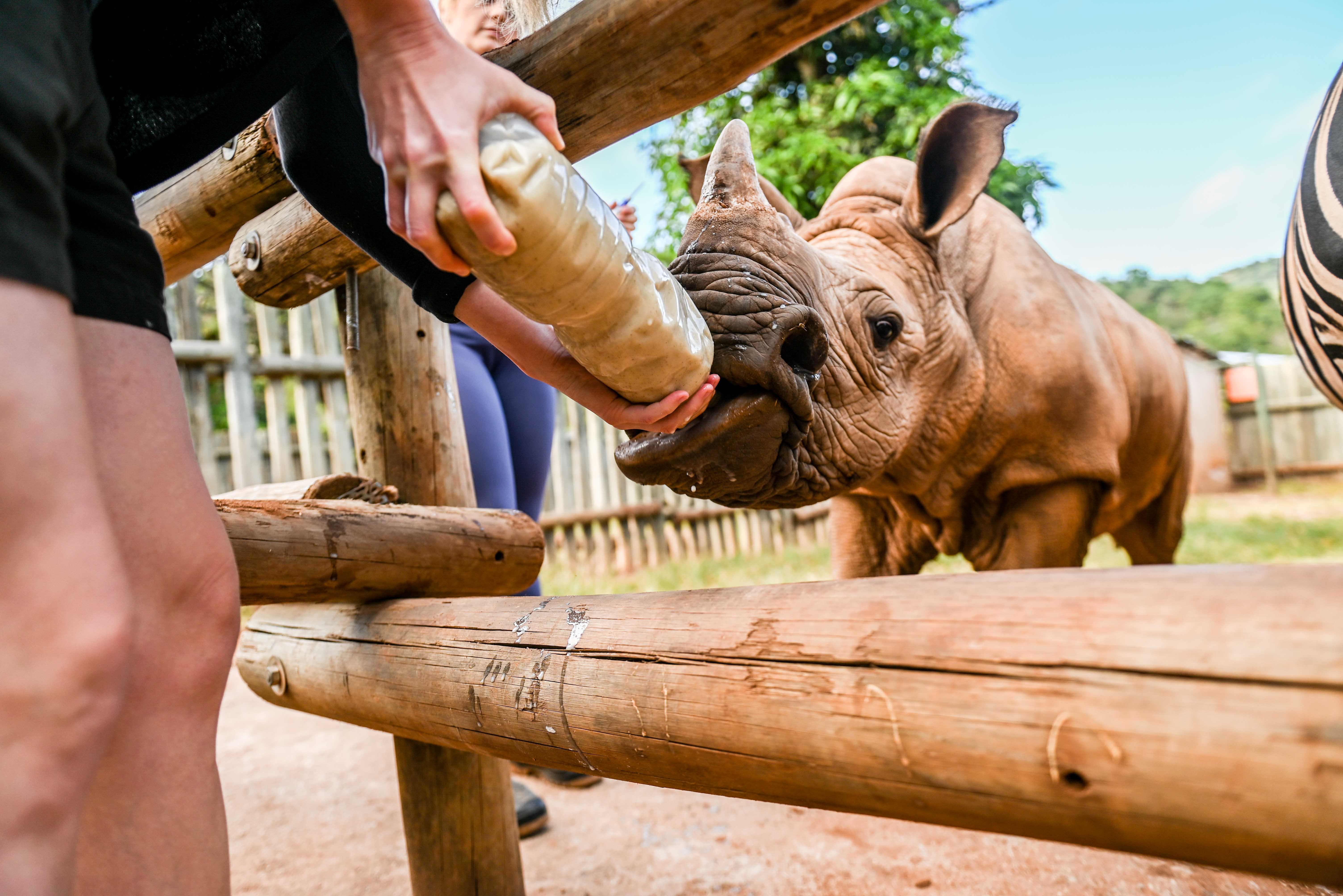 Gap year wildlife conservation - Gap year experiences - Bottle feeding a rhino