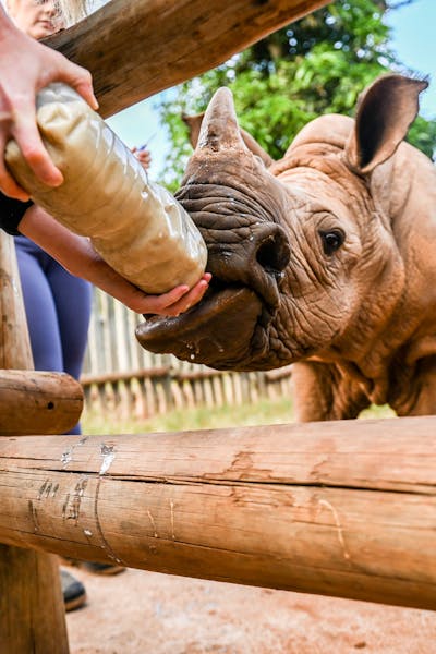 Gap year wildlife conservation - Gap year experiences - Bottle feeding a rhino