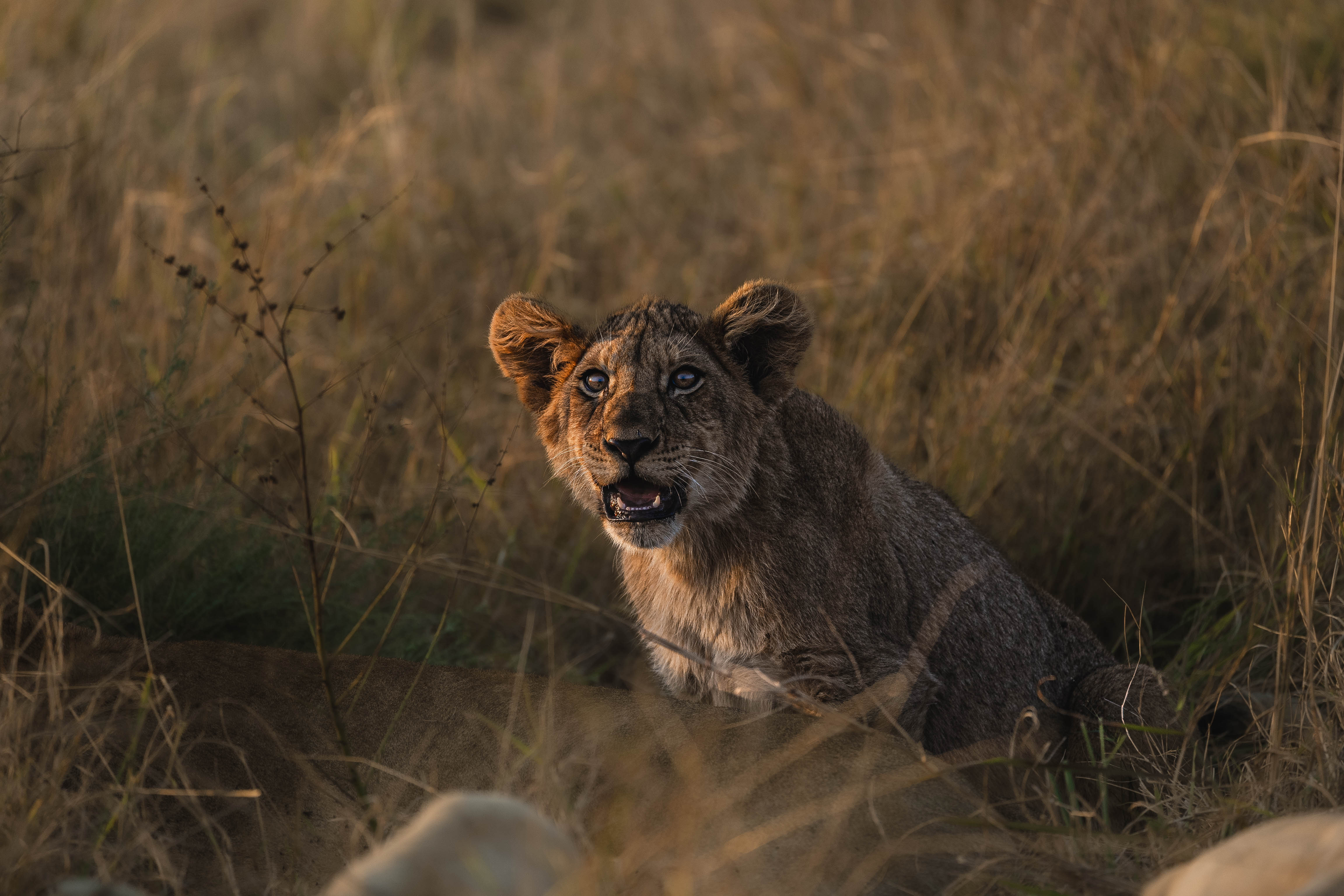 Short term volunteer work abroad - Short term volunteer work - Lion cub at Phinda Wildlife Research Project