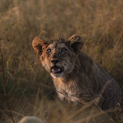 Short term volunteer work abroad - Short term volunteer work - Lion cub at Phinda Wildlife Research Project