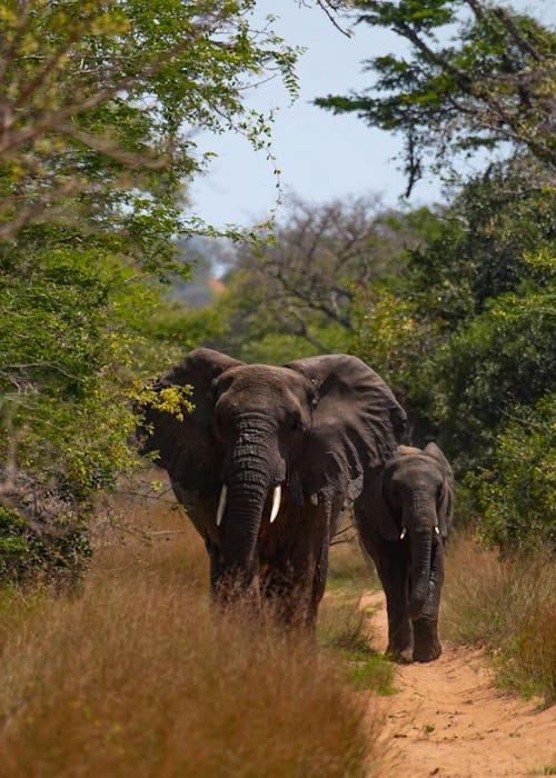 Short term volunteer work abroad - Short term volunteer work - Elephants at Phinda Wildlife Research Project