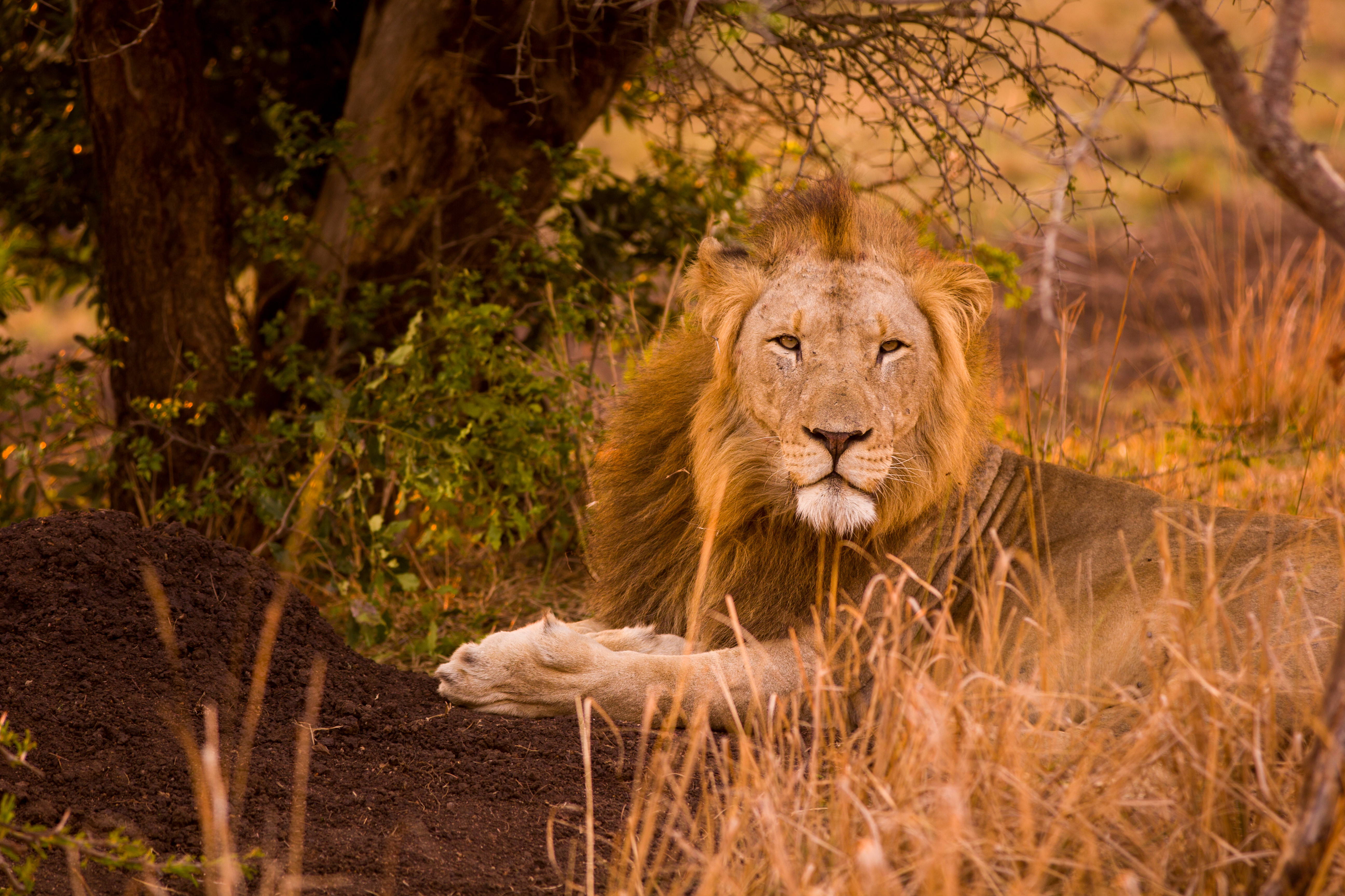 Short term volunteer work abroad - Short term volunteer work - Lion